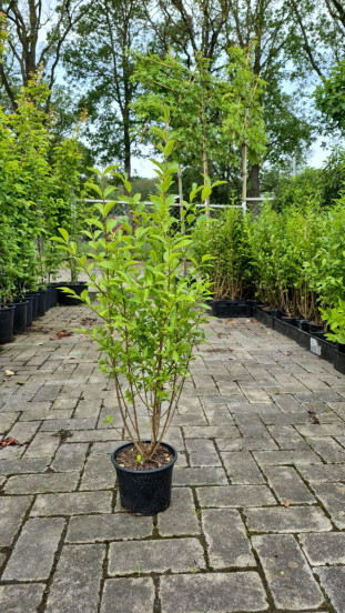 Ligustrum ovalifolium - Liguster
