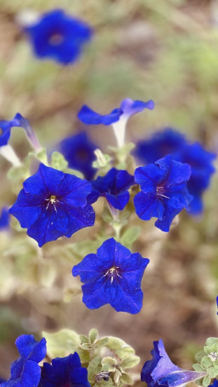 Lithodora d. Heavenly Blue - Steenzaad