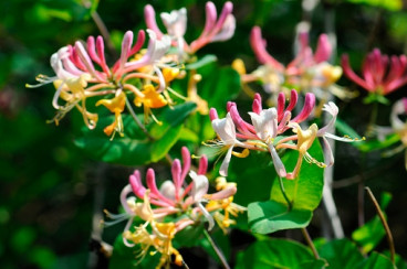 Lonicera heckr. American Beauty | Kamperfoelie