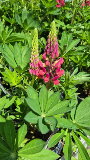 Lupinus Minarette - Lupine