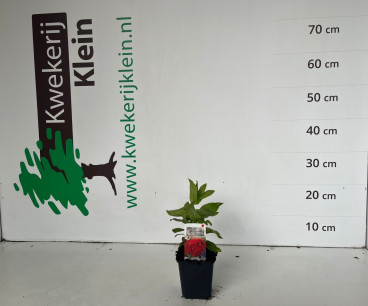 Lychnis arkwrightii Vesuvius - Koekoeksbloem