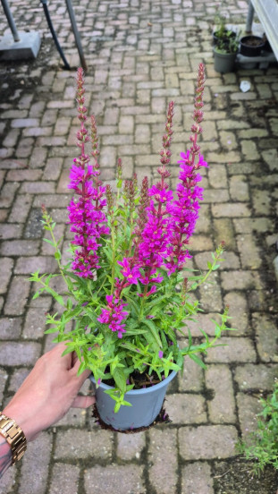 Lythrum virg. Dropmore Purple - Kattestaart