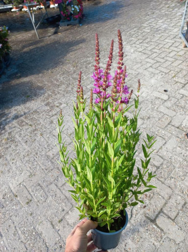 Lythrum salicaria Rosy Gem - Kattestaart