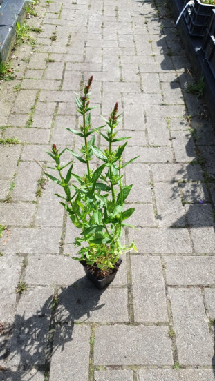 Lythrum salicaria Blush - Kattenstaart