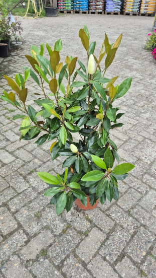 Magnolia Little Gem - Groenblijvende Magnolia