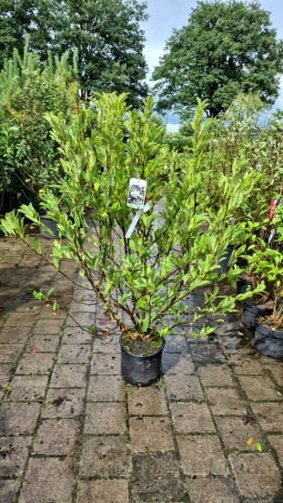 Magnolia stellata - Stermagnolia