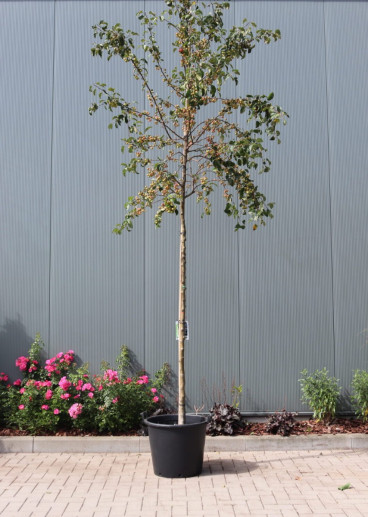 Malus 'Evereste' - Sierappel - boom