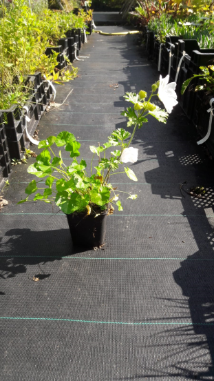 Malva moschata Alba - Kaasjeskruid