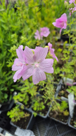 Malva moschata Rosea - Muskuskaasjeskruid