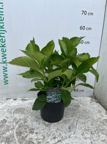 Hydrangea macr. Mariesii Perfecta - Bolhortensia