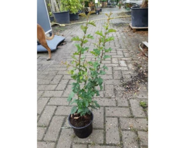 Crataegus monogyna - meidoorn - haag