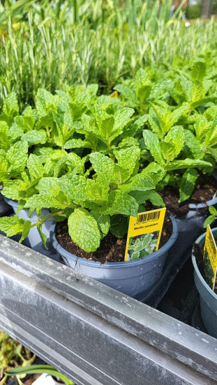 Mentha piperita - Munt 