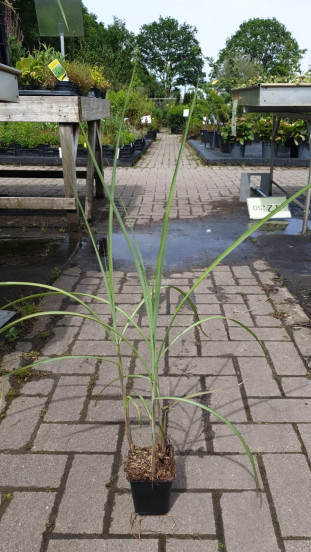Prachtriet - Miscanthus sin. 'Grosse fontäne'