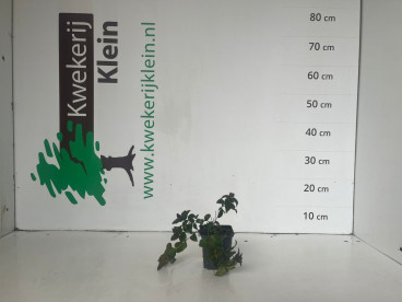 Monarda Croftway Pink - Bergamot