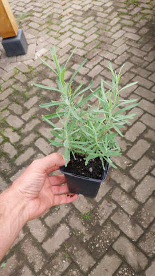 Lavandula angustifolia Munstead - Partij Lavendel