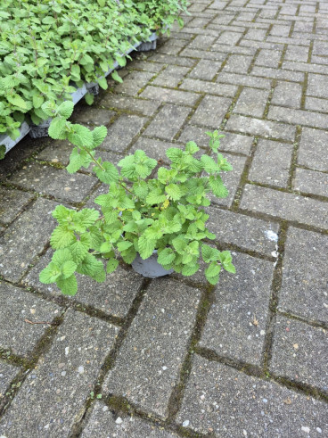 Nepeta nervosa - Kattenkruid -