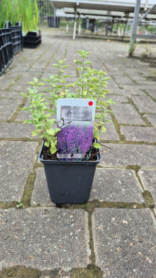 Nepeta faassenii - Kattenkruid