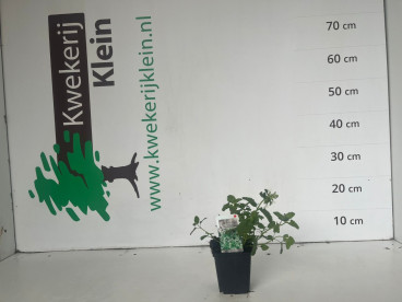 Nepeta racemosa Snowflake - Kattenkruid