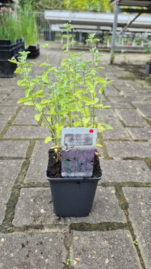 Nepeta Walkers Low - Kattenkruid - 