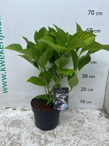 Hydrangea macr. Nikko Blue - Bolhortensia
