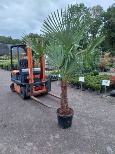 Trachycarpus fortunei - Palmboom