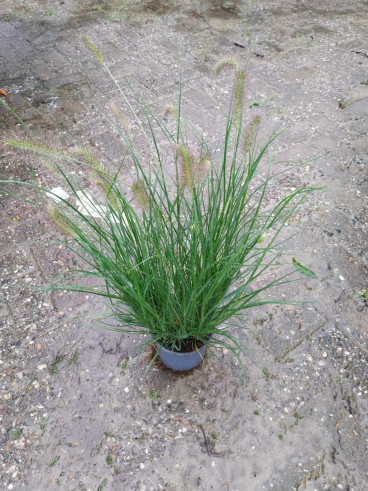Pennisetum alop. Hameln - Lampenpoetser