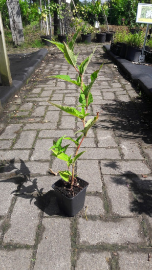 Persicaria affinis Superba - Duizendknoop