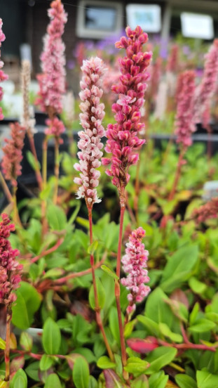Persicaria affinis Superba - Duizendknoop