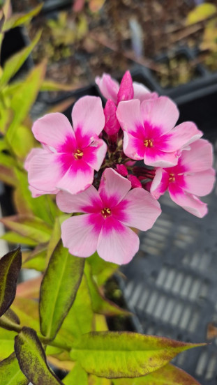 Phlox Bright Eyes - Vlambloem