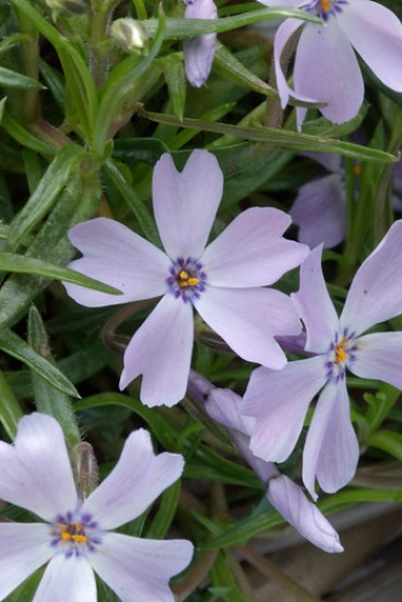 Phlox (S) Purple Beauty - Vlambloem