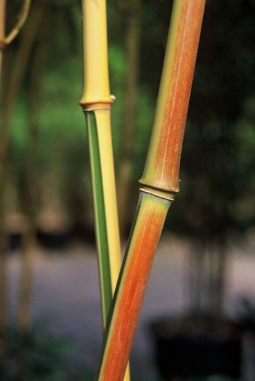 Phyllostachys aurea - Bamboe