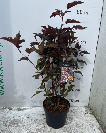 Physocarpus opulifolius André 