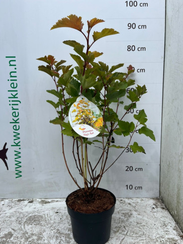 Physocarpus magical Ball - Blaasspirea