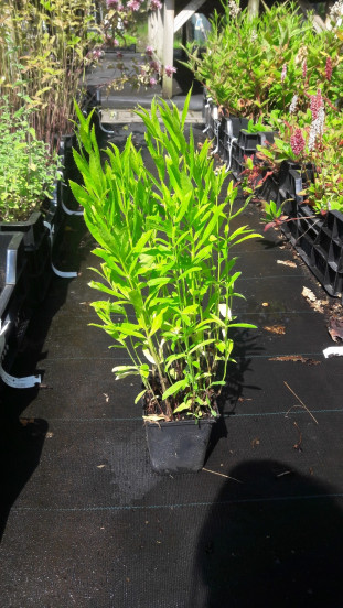 Physostegia virginiana Alba - Scharnierplant