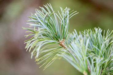 Pinus mugo Pumilo - Dwerg Den