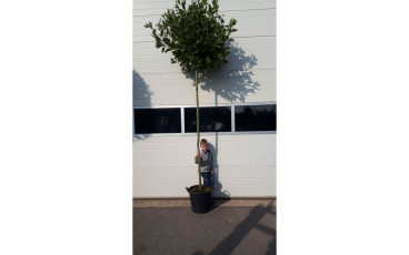 Platanus x acerifolia Alphens Globe - Bolplataan