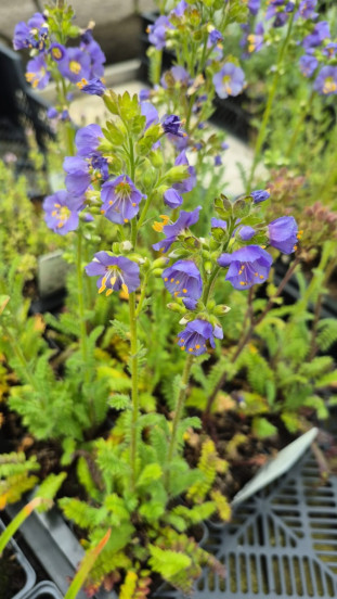 Polemonium Bambino Blue - Jacobsladder