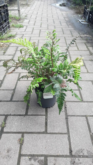 Polystichum polyblepharum - Glansschildvaren