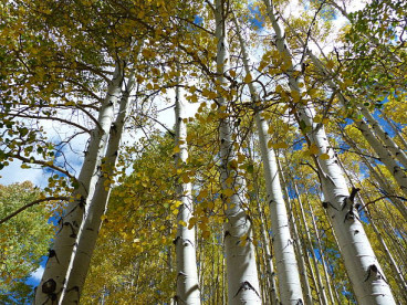 Populus alba - Zilverpopulier - boom
