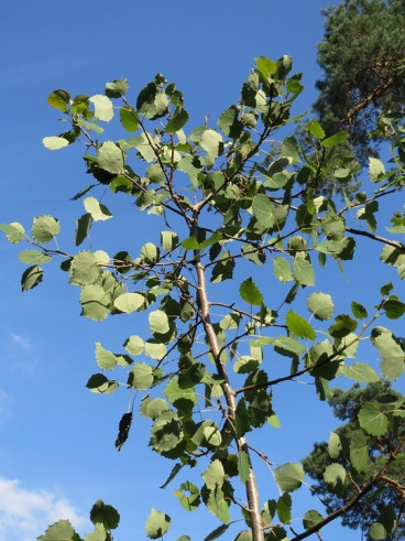 Populus tremula - Ratelpopulier