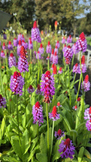 Primula vialli - Kaboutermuts