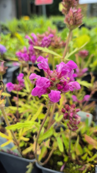 Prunella grandiflora  - Bijenkorfje