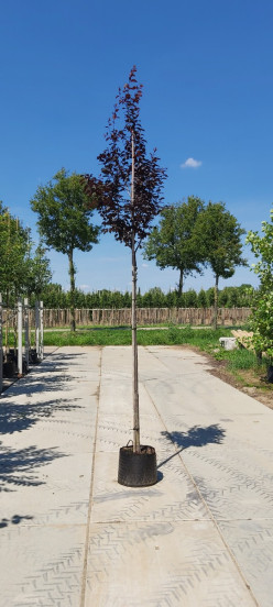 Prunus cerasifera Nigra - Rode Kerspruim - boom