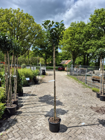 Prunus laur. Etna - Laurier op stam