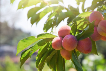 Prunus p. Suncrest - Perzik