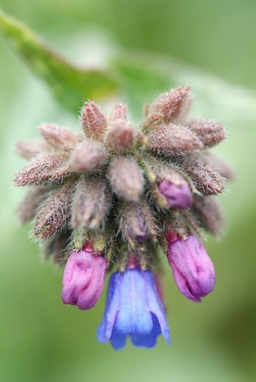 Pulmonaria long. E.B.Anderson - Longkruid