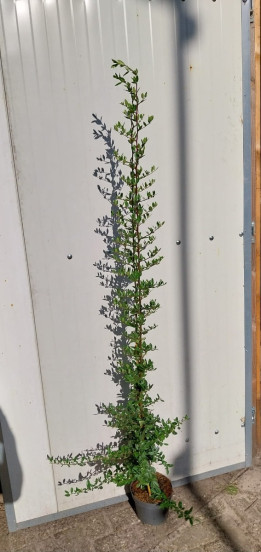 Pyracantha cocc. Red Column - Rode Vuurdoorn