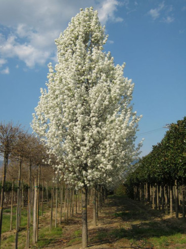 Pyrus calleryana Chanticleer - Sierpeer - boom