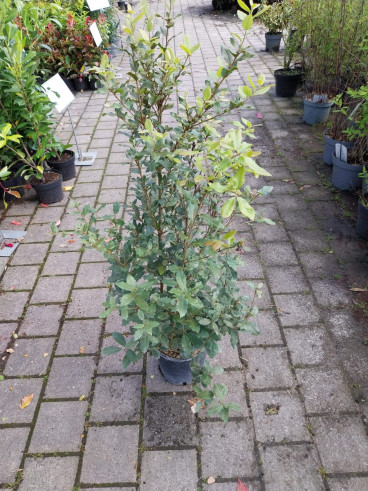 Quercus ilex - Steeneik