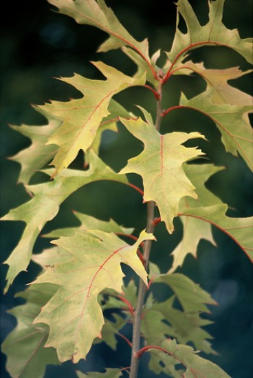 Quercus rubra - Amerikaanse eik - boom